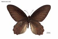 藏品(曙鳳蝶)的圖片